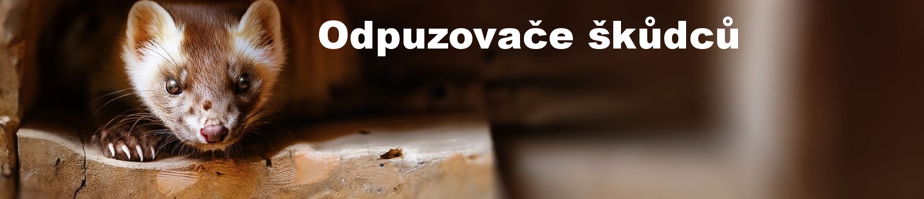 kuna_03